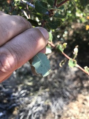 Quercus berberidifolia