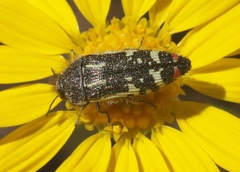 Acmaeodera amabilis