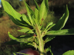 Rhopalomyia solidaginis
