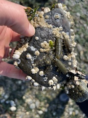 Evasterias troschelii