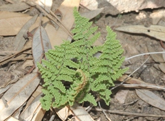 Myriopteris
