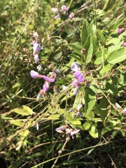 Desmodium