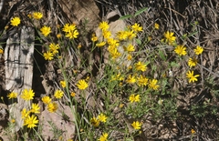 Gutierrezia wrightii