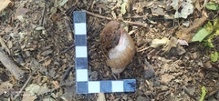 Megalobulimus oblongus