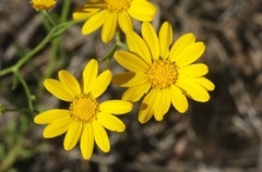 Gutierrezia wrightii