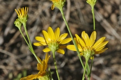 Gutierrezia wrightii