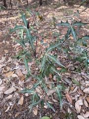 Berberis trifoliolata