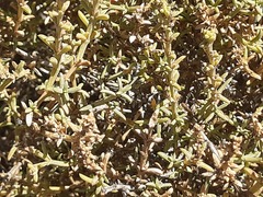 Salsola oppositifolia