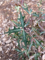 Berberis trifoliolata