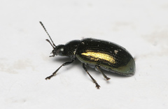 Phratora vitellinae