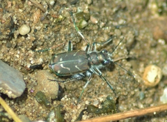 Cicindela tranquebarica