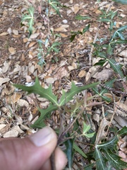 Berberis trifoliolata