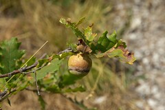 Andricus quercustozae