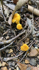 Cantharellus minor