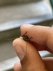 Leptostylopsis terraecolor