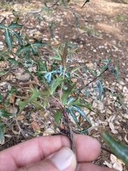 Berberis trifoliolata