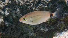 Diplodus annularis