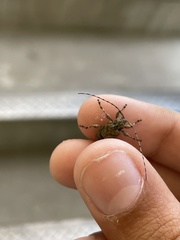 Leptostylopsis terraecolor