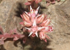Sedum cockerellii