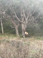 Cervus canadensis nannodes