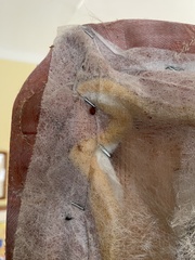 Cimex lectularius