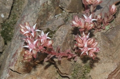 Sedum cockerellii