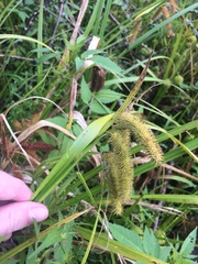 Carex comosa