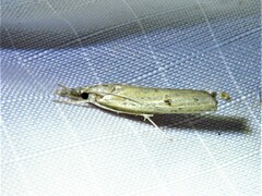 Fissicrambus quadrinotellus