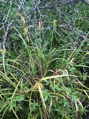 Carex comosa