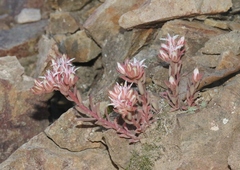 Sedum cockerellii