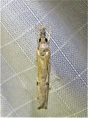 Fissicrambus quadrinotellus