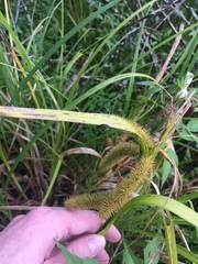Carex comosa