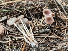 Collybiopsis biformis