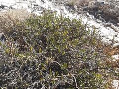 Periploca laevigata