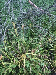 Carex comosa