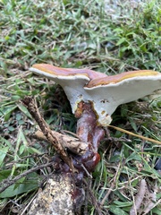 Ganoderma curtisii
