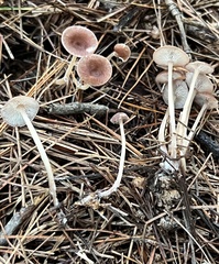 Collybiopsis biformis