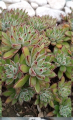 Echeveria setosa