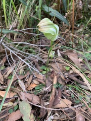 Pterostylis baptistii