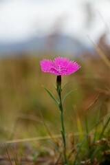 Dianthus seguieri