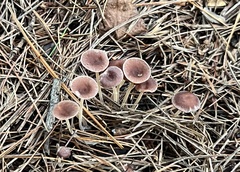 Collybiopsis biformis