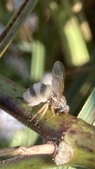 Entomophthora