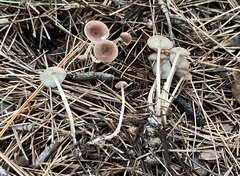 Collybiopsis biformis