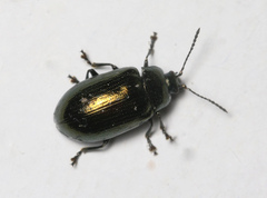 Phratora vitellinae