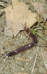 Scolopendridae