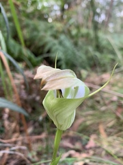 Pterostylis baptistii
