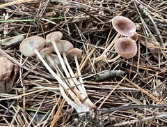 Collybiopsis biformis