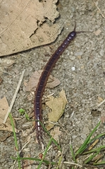 Scolopendridae