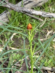 Xerochrysum viscosum