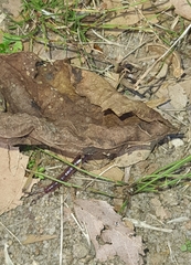 Scolopendridae